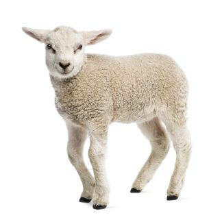 WHOLE BABY LAMB