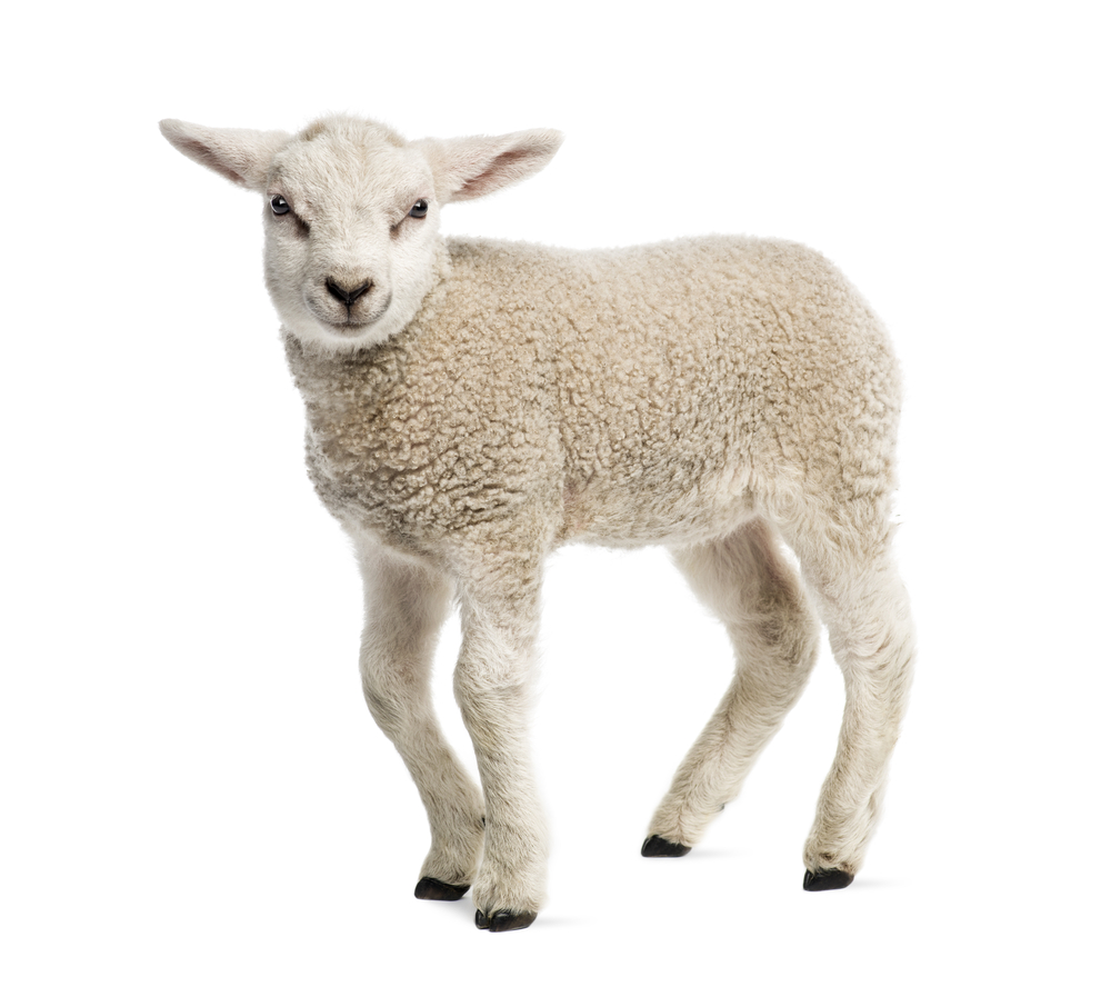 WHOLE BABY LAMB